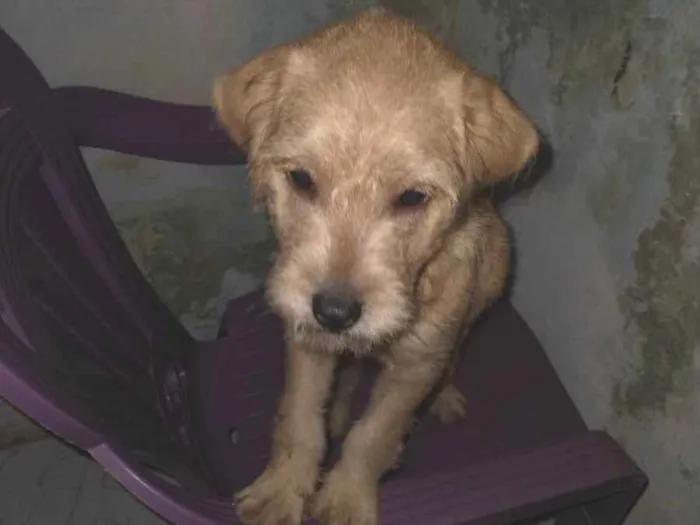 Cachorro ra a Pincher com poodle  idade 2 a 6 meses nome Billy