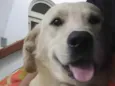 Júnior