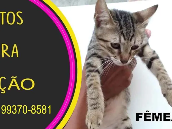 Gato ra a Mestiço idade Abaixo de 2 meses nome Sem nome