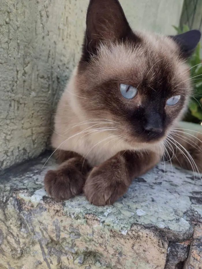 Gato raça Siamês idade 1 ano nome TShano