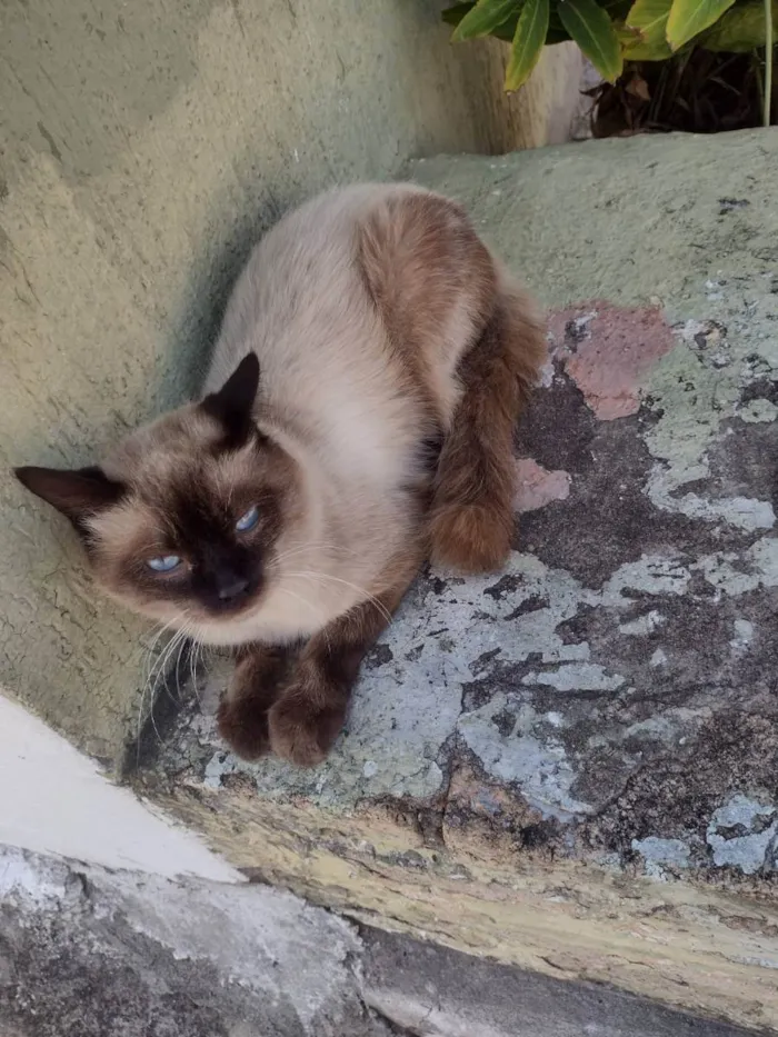 Gato raça Siamês idade 1 ano nome TShano