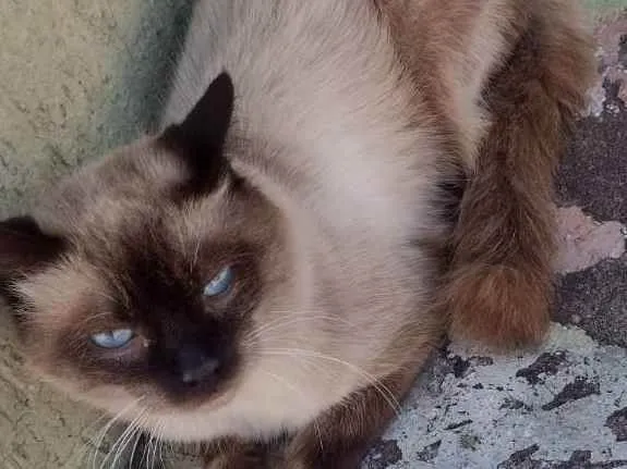 Gato raça Siamês idade 1 ano nome TShano