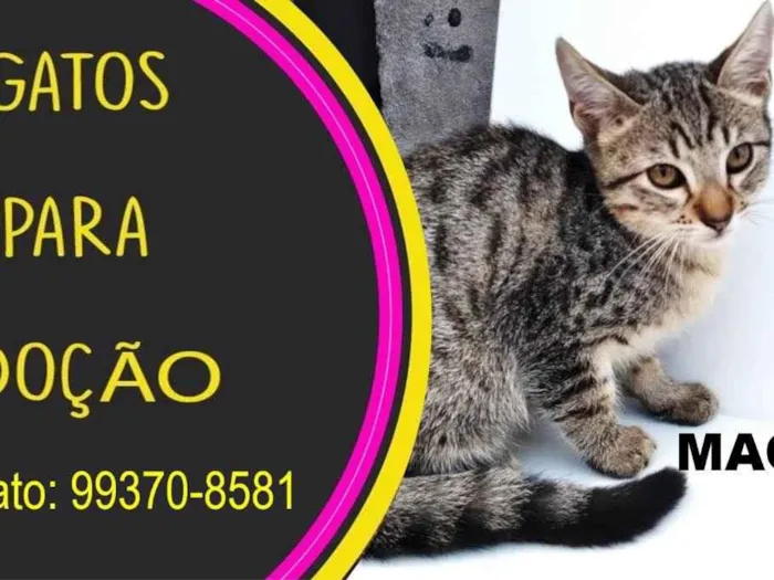 Gato ra a Mestiço idade Abaixo de 2 meses nome Sem nome