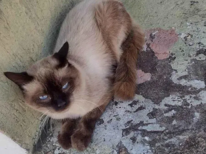Gato raça Siamês idade 1 ano nome TShano