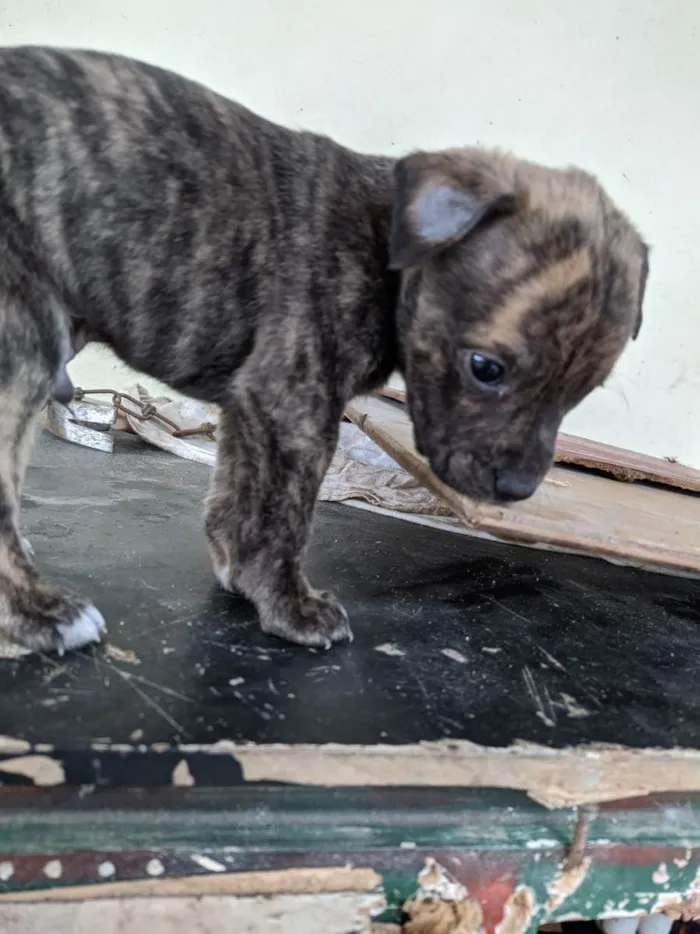 Cachorro ra a vira lata  idade Abaixo de 2 meses nome filhotinhos