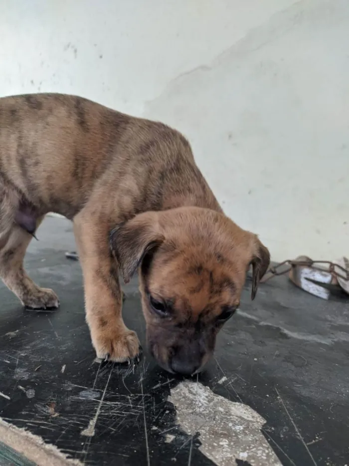 Cachorro ra a vira lata  idade Abaixo de 2 meses nome filhotinhos