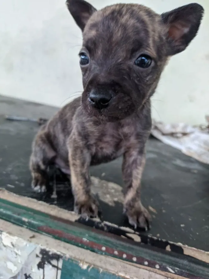 Cachorro ra a vira lata  idade Abaixo de 2 meses nome filhotinhos