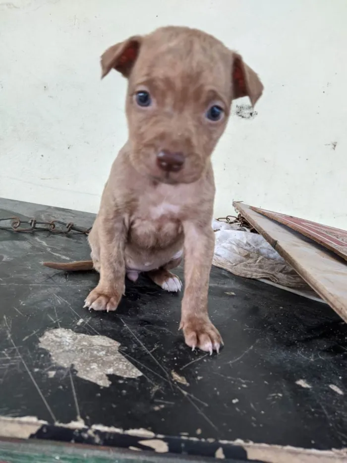 Cachorro ra a vira lata  idade Abaixo de 2 meses nome filhotinhos