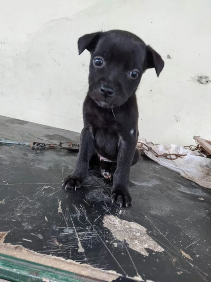 Cachorro ra a vira lata  idade Abaixo de 2 meses nome filhotinhos