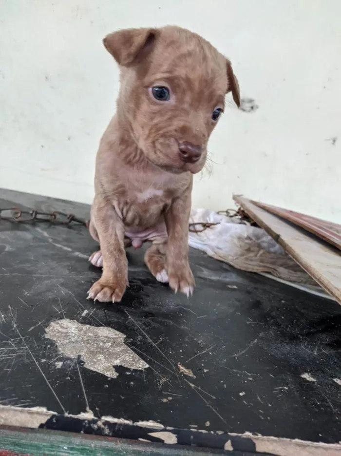 Cachorro ra a vira lata  idade Abaixo de 2 meses nome filhotinhos