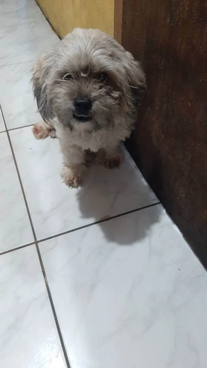 Cachorro ra a Shitsu idade 1 ano nome Haru