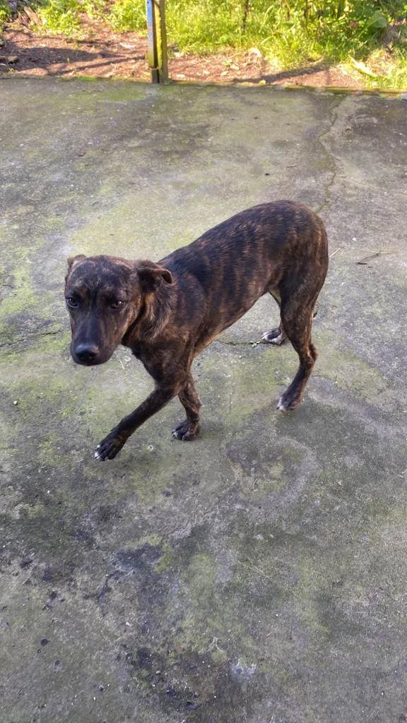 Cachorro ra a vira lata - misturado  idade 7 a 11 meses nome BOB