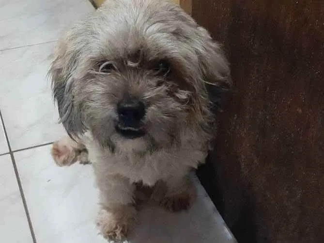 Cachorro ra a Shitsu idade 1 ano nome Haru