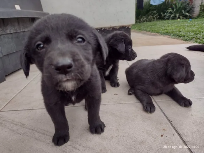 Cachorro raça Labrador idade Abaixo de 2 meses nome Sem nome