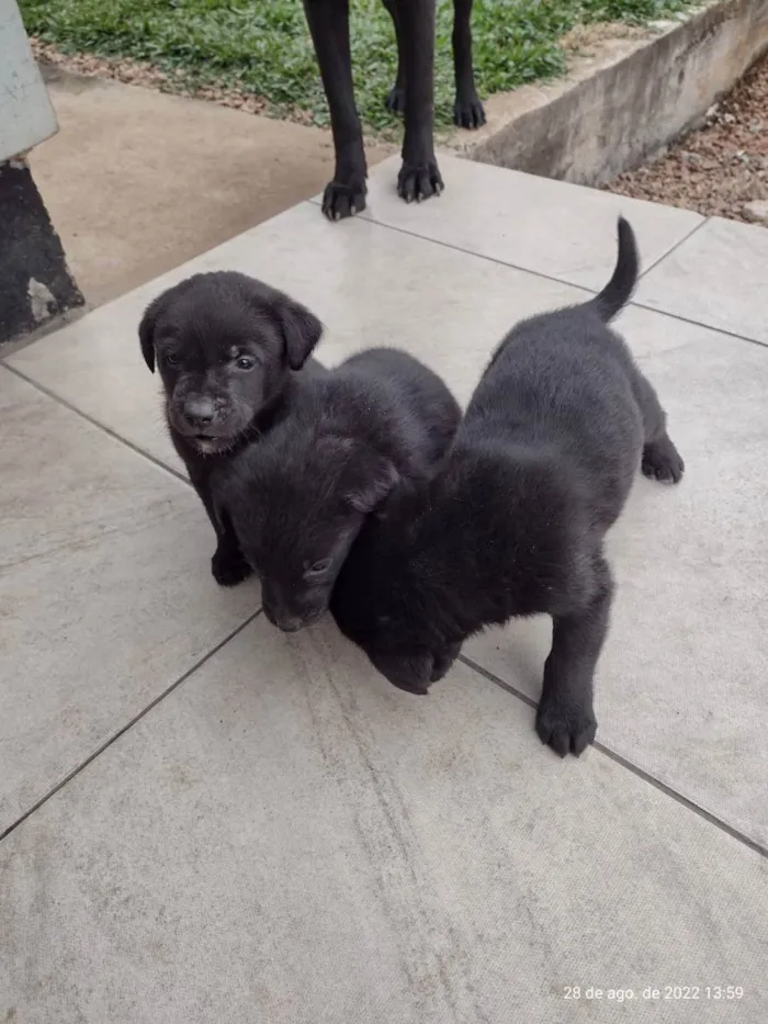 Cachorro raça Labrador idade Abaixo de 2 meses nome Sem nome