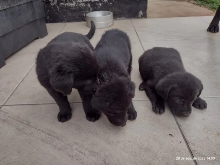 Cachorro raça Labrador idade Abaixo de 2 meses nome Sem nome