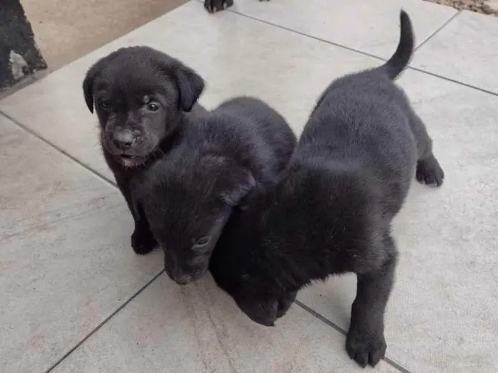 Cachorro raça Labrador idade Abaixo de 2 meses nome Sem nome
