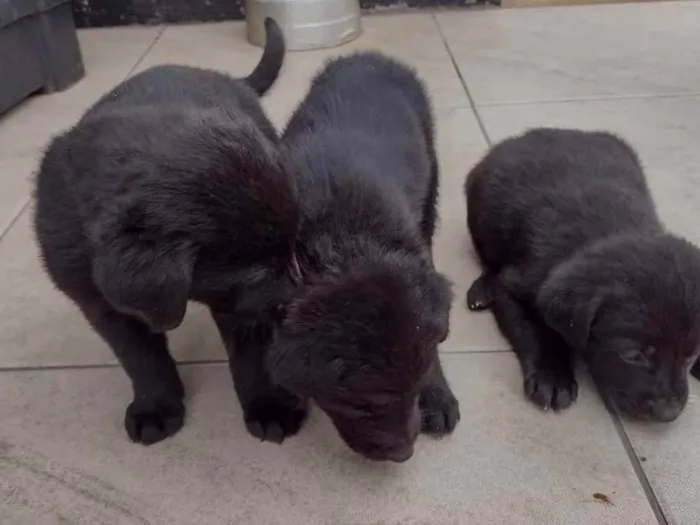 Cachorro raça Labrador idade Abaixo de 2 meses nome Sem nome