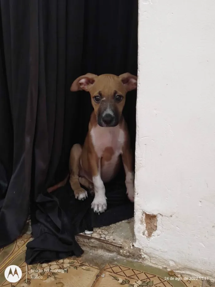 Cachorro ra a Sem ração definida  idade 2 a 6 meses nome Limbos