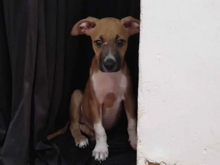 Cachorro ra a Sem ração definida  idade 2 a 6 meses nome Limbos