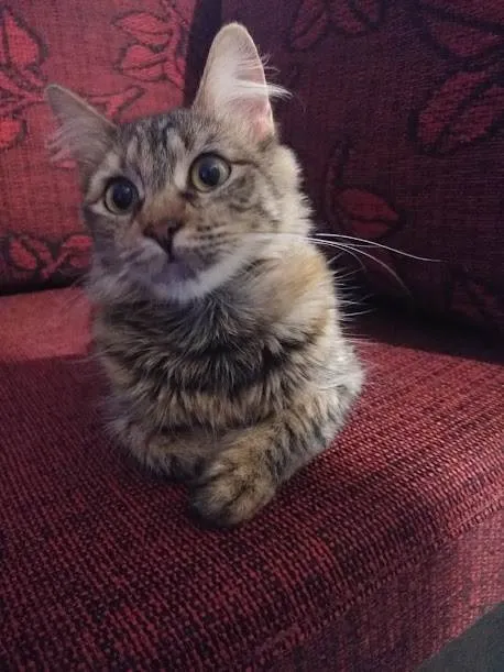 Gato raça Indefiniida idade 2 anos nome Zuminha