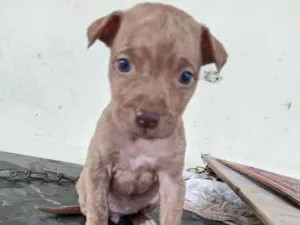 Cachorro raça vira lata  idade Abaixo de 2 meses nome filhotinhos