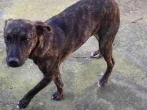 Cachorro raça vira lata - misturado  idade 7 a 11 meses nome BOB