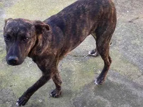 Cachorro ra a vira lata - misturado  idade 7 a 11 meses nome BOB