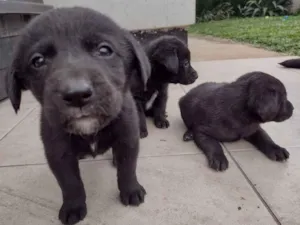 Cachorro raça Labrador idade Abaixo de 2 meses nome Sem nome