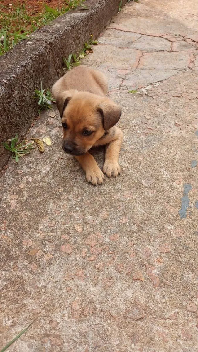 Cachorro ra a Sem raça definida  idade 2 a 6 meses nome Não tem nome ainda 