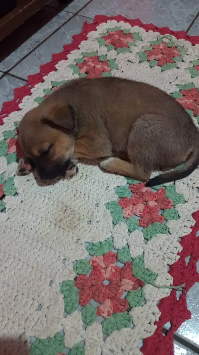 Cachorro ra a Sem raça definida  idade 2 a 6 meses nome Não tem nome ainda 