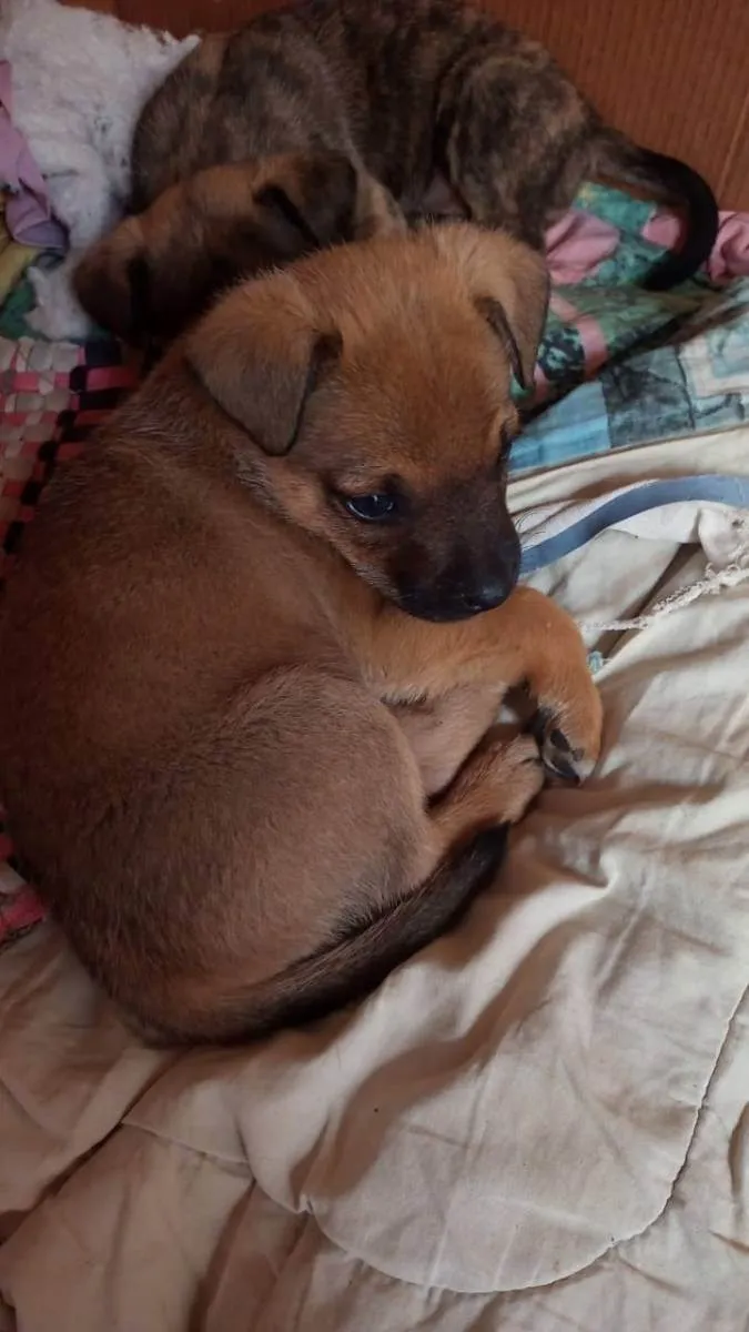 Cachorro ra a Sem raça definida  idade 2 a 6 meses nome Não tem nome ainda 