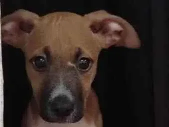 Cachorro ra a Sem ração definida  idade 2 a 6 meses nome Limbos