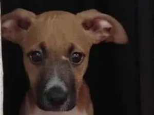 Cachorro raça Sem ração definida  idade 2 a 6 meses nome Limbos