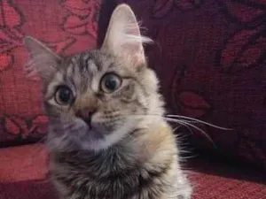 Gato raça Indefiniida idade 2 anos nome Zuminha