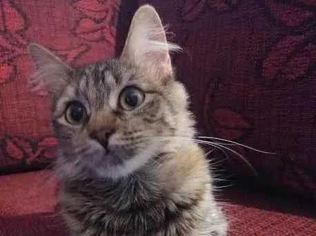 Gato raça Indefiniida idade 2 anos nome Zuminha