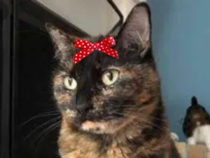 Gato raça Mestiça  idade 7 a 11 meses nome Agata 