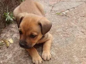 Cachorro raça Sem raça definida  idade 2 a 6 meses nome Não tem nome ainda 