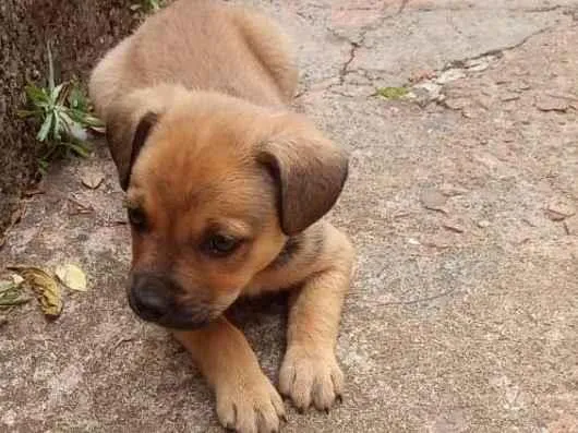 Cachorro ra a Sem raça definida  idade 2 a 6 meses nome Não tem nome ainda 