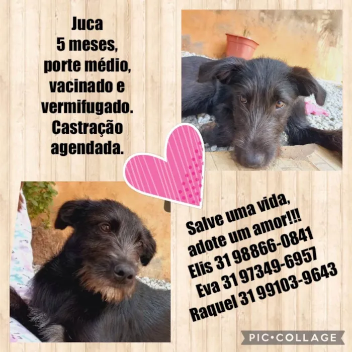Cachorro raça SRD idade 2 a 6 meses nome Juca