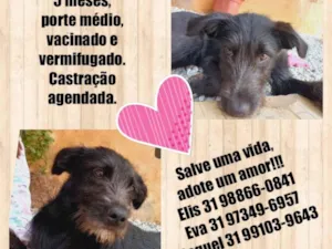 Cachorro raça SRD idade 2 a 6 meses nome Juca