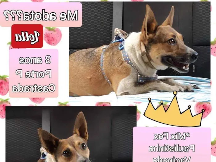 Cachorro raça SRD idade 3 anos nome Lolla