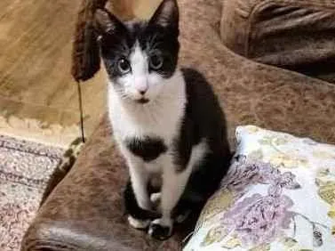 Gato raça Srd idade 2 a 6 meses nome Frajolita