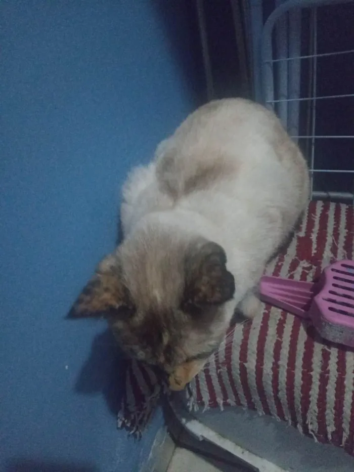 Gato ra a Não  tem raça  específica  idade 3 anos nome Clarinha