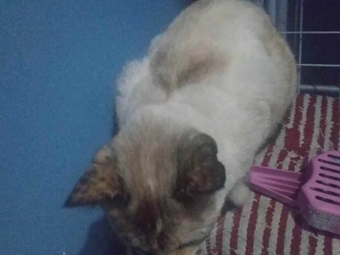 Gato ra a Não  tem raça  específica  idade 3 anos nome Clarinha