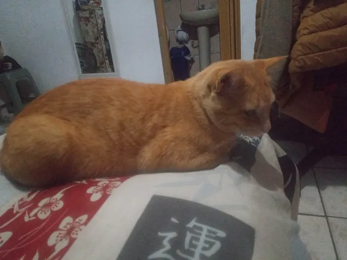 Gato ra a Não  tem raça  específica  idade 2 anos nome Amarelo