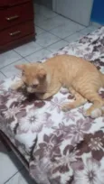 Amarelo