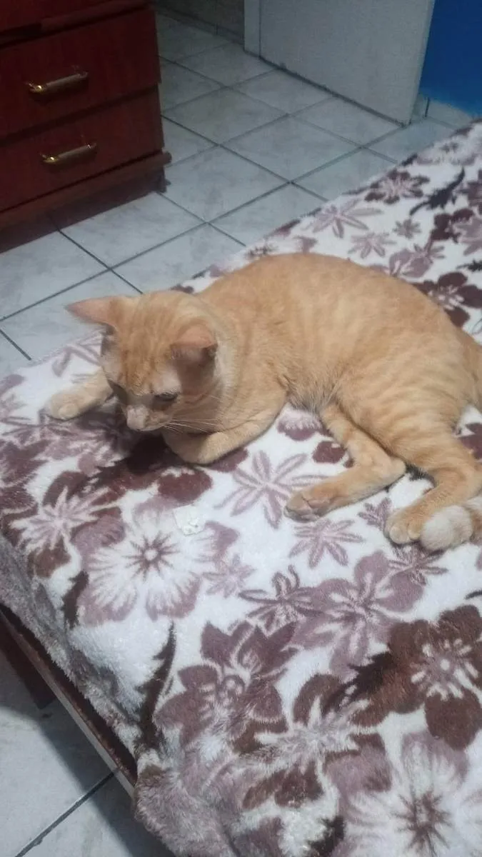 Gato ra a Não  tem raça  específica  idade 2 anos nome Amarelo