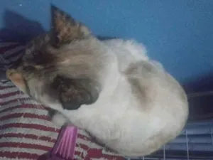 Gato raça Não  tem raça  específica  idade 3 anos nome Clarinha