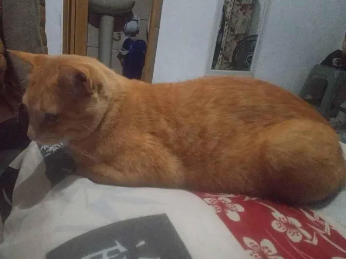 Gato ra a Não  tem raça  específica  idade 2 anos nome Amarelo